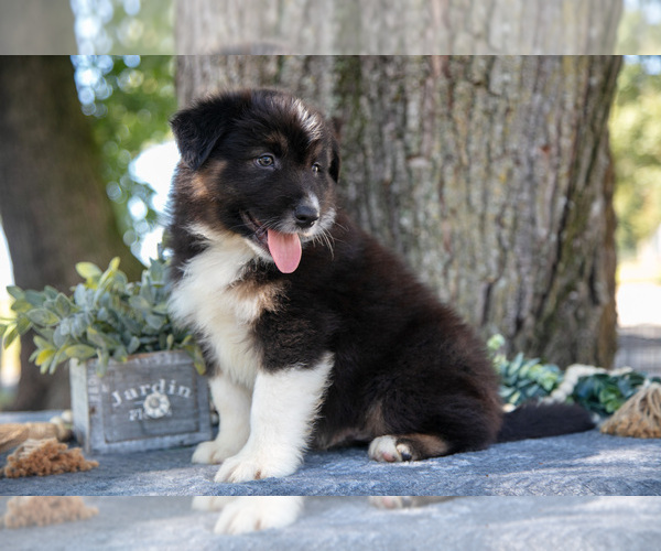 Medium Photo #3 Australian Shepherd Puppy For Sale in CHRISTIANA, PA, USA