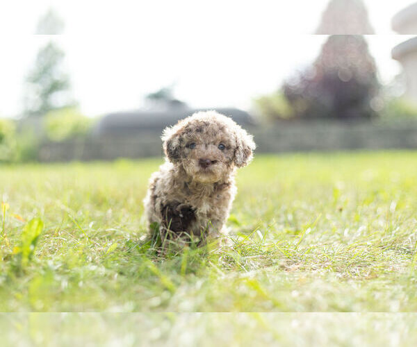 Medium Photo #3 Poodle (Miniature) Puppy For Sale in WARSAW, IN, USA