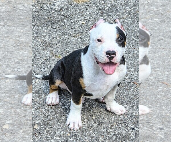Medium Photo #1 American Bully Puppy For Sale in SPANISH LAKE, MO, USA