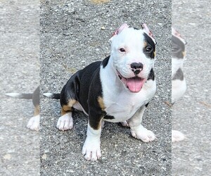 American Bully Puppy for sale in SPANISH LAKE, MO, USA