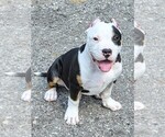 Small American Bully