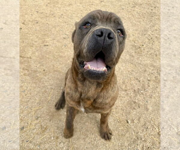 Medium Photo #7 Mutt Puppy For Sale in Goodyear, AZ, USA