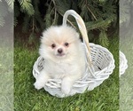 Small #2 Pomeranian