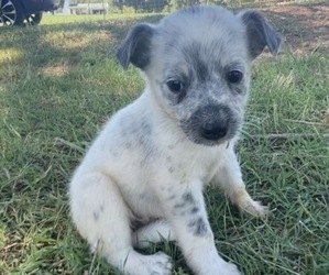 Texas Heeler Puppy for sale in BIGGERSVILLE, MS, USA