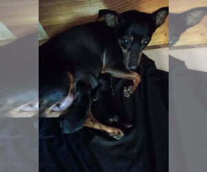 Miniature Pinscher Puppy for sale in S PASADENA, FL, USA