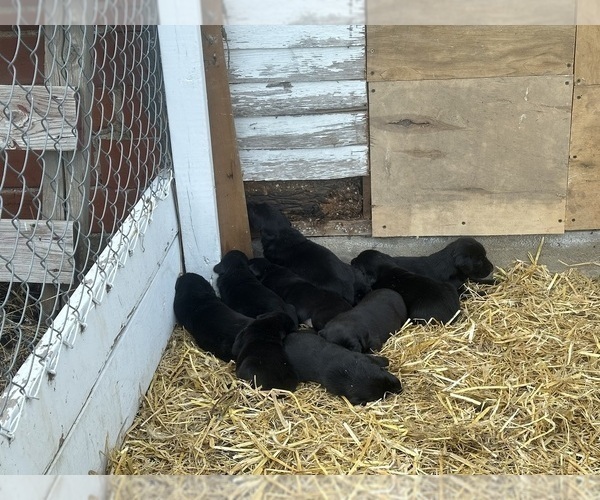 Medium Photo #15 Labrador Retriever Puppy For Sale in GOODHUE, MN, USA