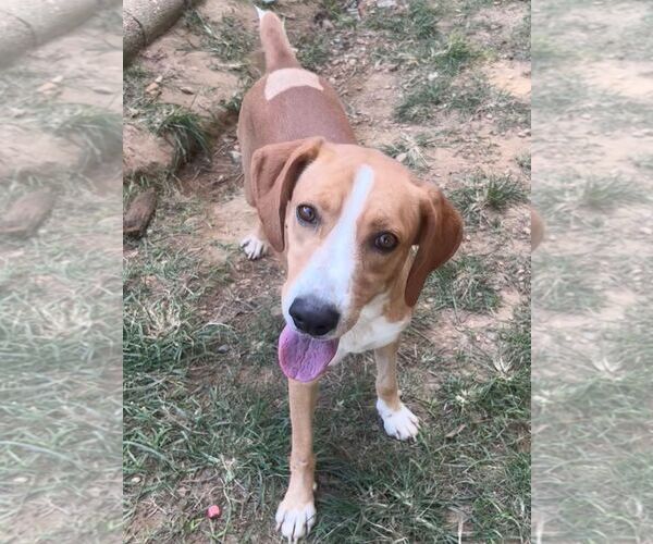 Medium Photo #3 Mountain Cur-Unknown Mix Puppy For Sale in Wetumpka, AL, USA