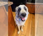 Small #6 Great Pyrenees