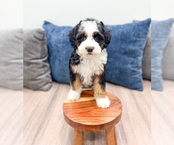 Medium Photo #18 Sheepadoodle Puppy For Sale in MILLERSBURG, OH, USA