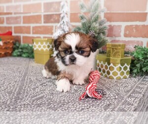 Shih Tzu Puppy for Sale in SYRACUSE, Indiana USA