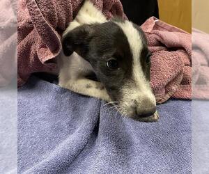 Border Collie-Unknown Mix Dogs for adoption in Modesto, CA, USA