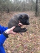 Small Photo #7 Belgian Malinois Puppy For Sale in BLACK ROCK, AR, USA