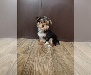 Yorkshire Terrier Puppy for sale in LAPEER, MI, USA