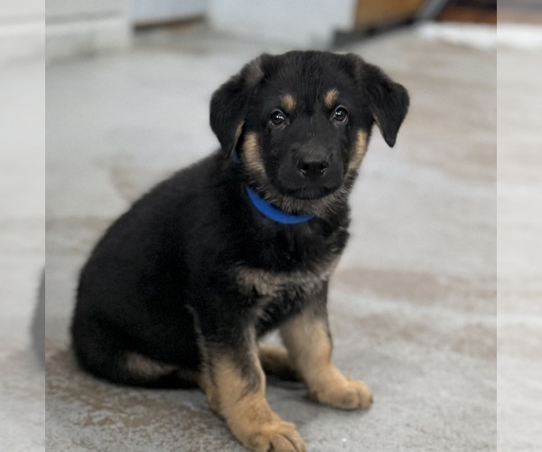 Medium Photo #49 German Shepherd Dog Puppy For Sale in BRIGHTON, CO, USA