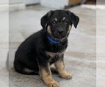 Small Photo #49 German Shepherd Dog Puppy For Sale in BRIGHTON, CO, USA