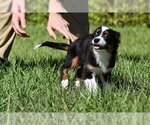 Small #7 Miniature Australian Shepherd