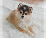 Small #1 Pomsky