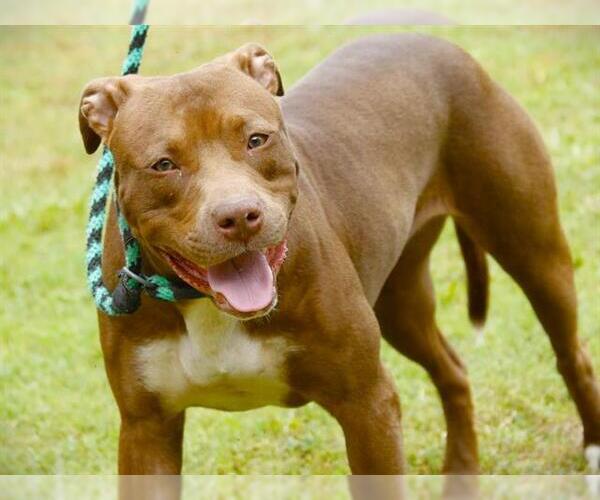 Medium Photo #3 American Staffordshire Terrier-Labrador Retriever Mix Puppy For Sale in Tallahassee, FL, USA