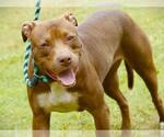Small #2 American Staffordshire Terrier-Labrador Retriever Mix