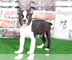 Boston Terrier Puppy for sale in BEL AIR, MD, USA