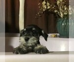 Small Photo #3 Schnauzer (Miniature) Puppy For Sale in AGUANGA, CA, USA