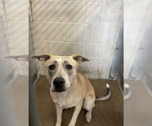Labrador Retriever Dogs for adoption in San Bernardino, CA, USA