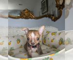 Small #6 Chihuahua
