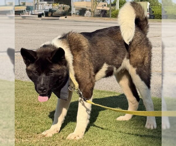 Medium Photo #3 Akita Puppy For Sale in Newfoundland, PA, USA