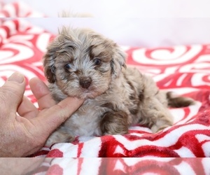 ShihPoo Puppy for sale in DYERSBURG, TN, USA