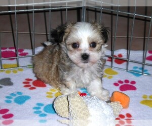 Havanese Puppy for sale in ORO VALLEY, AZ, USA