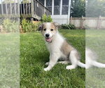 Small #2 Aussie Pyrenees