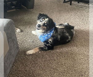 Australian Shepherd Dogs for adoption in Sandy, UT, USA