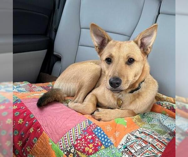 Medium Photo #3 Mutt Puppy For Sale in Minneapolis, MN, USA