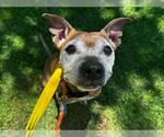 Small #1 Whippet Mix