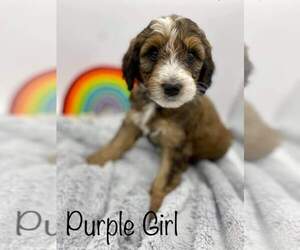 Bernedoodle-Poodle (Standard) Mix Puppy for sale in ARAGON, GA, USA