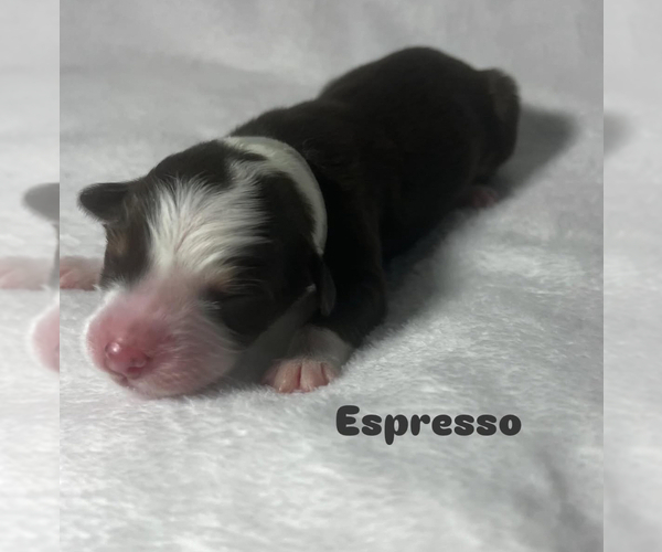 Medium Photo #10 Australian Shepherd Puppy For Sale in OLD LYME, CT, USA