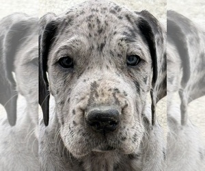 Great Dane Puppy for sale in PASCO, WA, USA