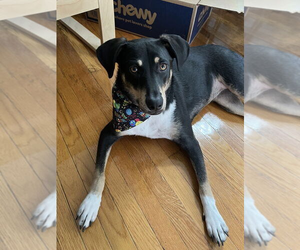 Medium Photo #17 Mutt Puppy For Sale in Boston, MA, USA