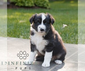 Miniature Australian Shepherd Puppy for sale in COATESVILLE, PA, USA