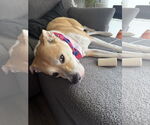 Small #2 American Pit Bull Terrier Mix