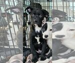Small Photo #2 Mutt Puppy For Sale in Rockaway, NJ, USA