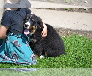 Medium Bernese Mountain Dog