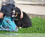 Puppy Opal Bernese Mountain Dog