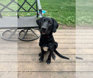 Labrador Retriever-Unknown Mix Dogs for adoption in Fort Collins, CO, USA