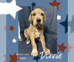Puppy Donnie Great Dane