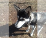 Small Photo #11 German Shepherd Dog-Siberian Husky Mix Puppy For Sale in SAINT MARYS, KS, USA