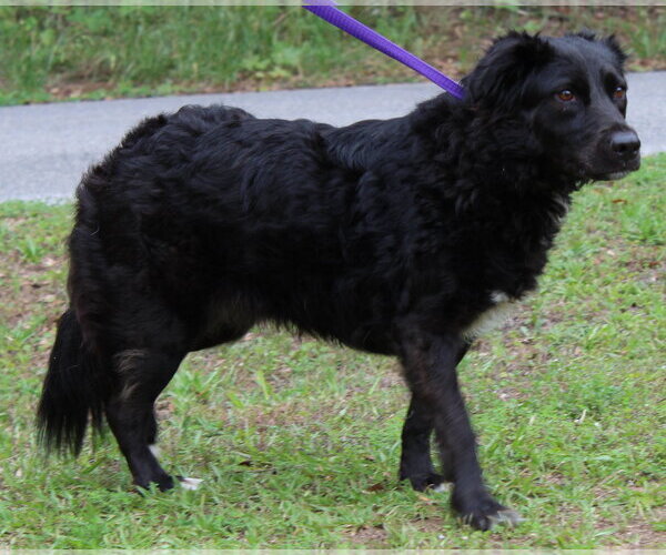 Medium Photo #3 Colonial Cocker Spaniel-Unknown Mix Puppy For Sale in Prattville, AL, USA