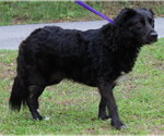 Small #2 Colonial Cocker Spaniel Mix