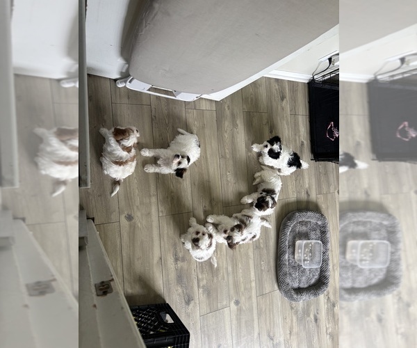 Medium Photo #16 Mal-Shi Puppy For Sale in CAPE CORAL, FL, USA