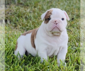 English Bulldog Puppy for sale in AZLE, TX, USA